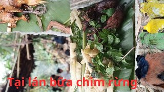 đi vào rừng cùng ae tìm chim vàng anh ăn quả cây,bem dạo & ăn uống ở lán trại