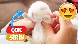 En Şirin Yavru Tavşan Videoları Derlemesi! | [2018 Derleme]