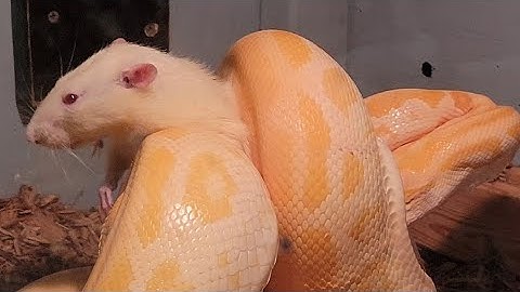 Pearl Burmese Python Eats Giant Rat! Live Feeding. Queen Peaches!