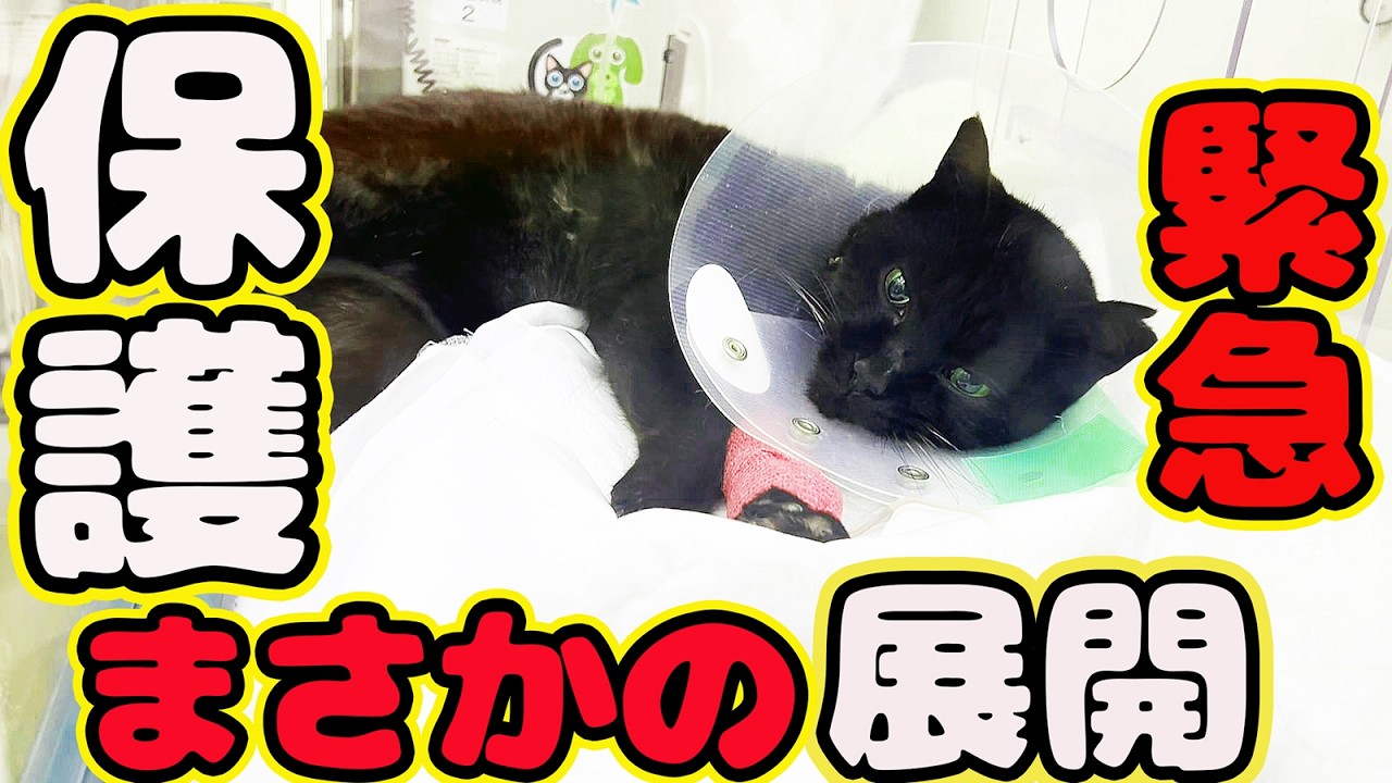 【保護】FIP発症 腎臓悪化 死にかけの元野良猫を必死に助けるボランティアさんに奇跡が・・・ FIP発症後のクーちゃん経過報告