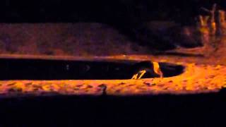 Jackal At Orpen, Kruger National Park
