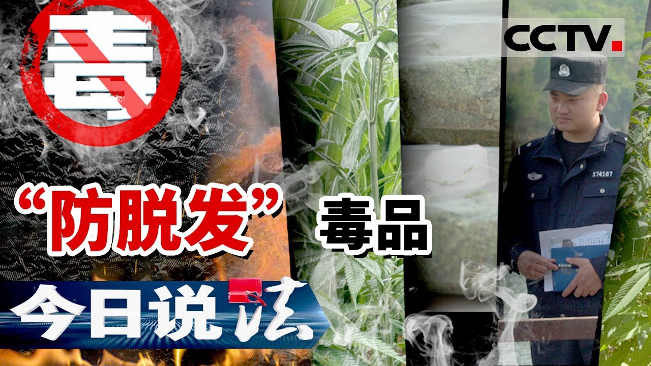 《今日说法》网店防脱发产品的“真实身份”竟是大麻？桥洞下的秘密交易 20230624 | CCTV今日说法官方频道