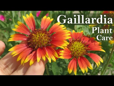 Video: Gaillardia daugiametis augalas: nuotrauka, aprašymas, sodinimas ir priežiūra, veisimo būdai