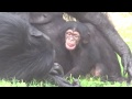 July 2018 Toyohashi Zoo Mother chimp grooming her baby