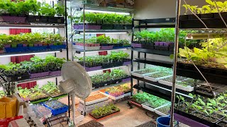 Bedroom seedlings update | ang bilis lang lumago ng mga punla sa loob ng kwarto