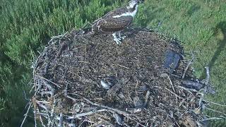 Preview of stream Great Bay Osprey Cam