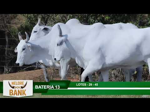 BATERIA 13   LOTES 29   45