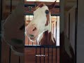 #FunnyPets #AnimalComedy #HorseLife #FunnyMoments #ViralAnimals