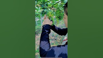pruning grapes fruit  🍇  #grapenation #grapecare #grape #grapevinecare#grapepruning