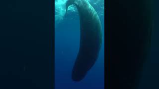 Can We Learn To Talk To Sperm Whales?
