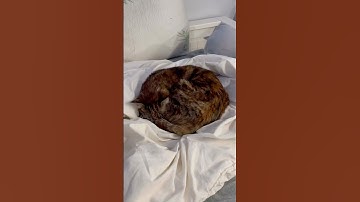 It’s not just one thing guys… #schleich #horse #model #collection #broke #cat #trend #shorts #fyp