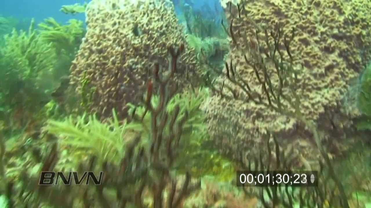 7/31/2010 West Palm Beach, FL scuba diving with fish stock footage.