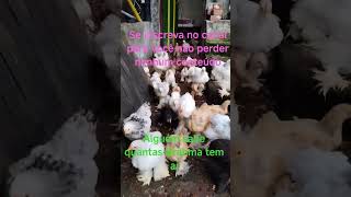 #Brahma tá gelada eu gosto já se inscreva no canal para você não perder nenhum conteúdo você gosta