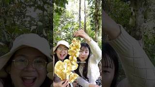 The Harvest Of Cempedak Fruit Is The Same As The One That Has Been Harvesting For Years And Has N