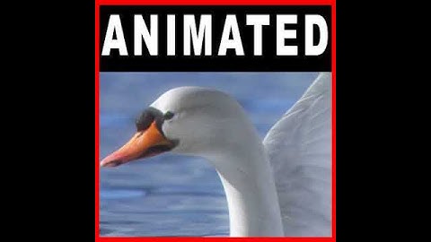Animated Swan 3D model from CGTrader.com