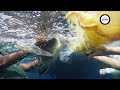 Sea Change | Turtle Rescue