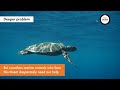 Sea Change | Turtle Rescue
