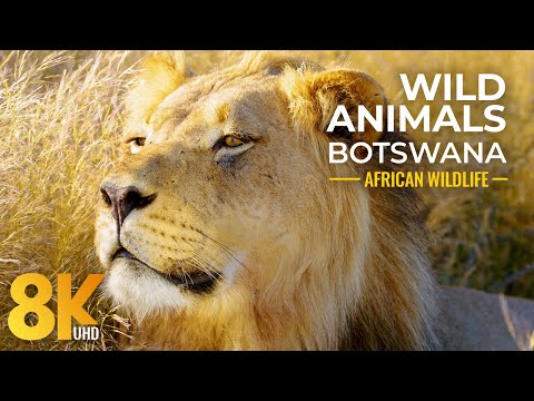 Close Up Wild Animals of Mabuasehube, Botswana