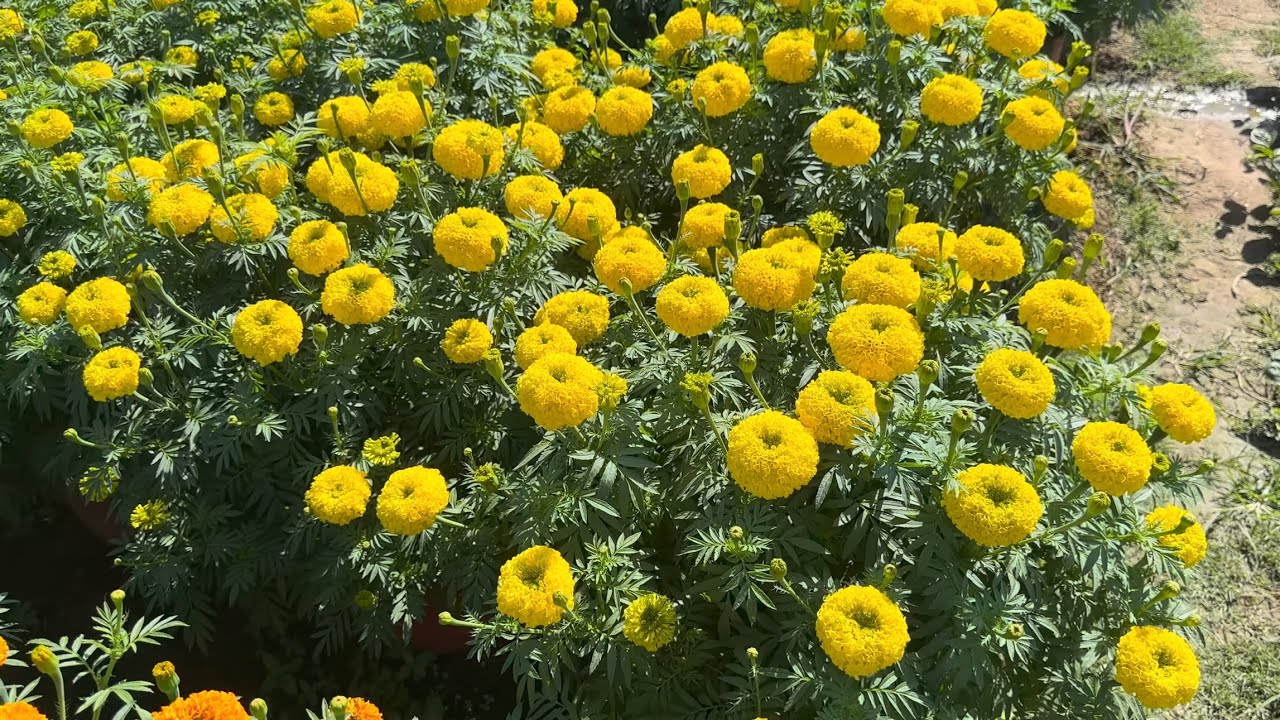 Tưới phân cho hoa vạn thọ giai đoạn ra hoa