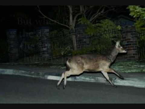 deer-vehicle-accidents-has-more-then-doubled-in-state-with-most-hunters!-update