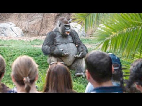 Видео: Бравите за колела на горила добри ли са?