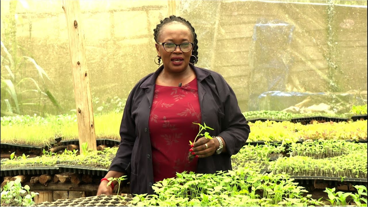 HELLEN MACHIKA ANYANGO GIVES SOLUTIONS TO THE FARMERS