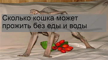 Сколько дней котенок может прожить без еды