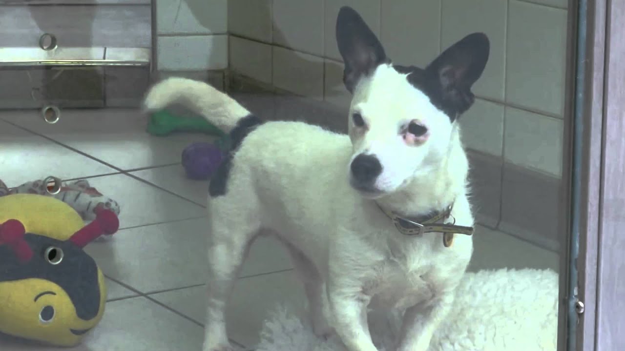 Attention Dog Owners! Micro chipping dogs soon to become compulsory