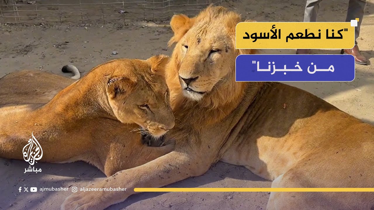 تحسّنٌ تدريجي في صحة الأسود داخل حديقة صغيرة بدير البلح رغم ظروف الحرب ونقص الرعاية البيطرية