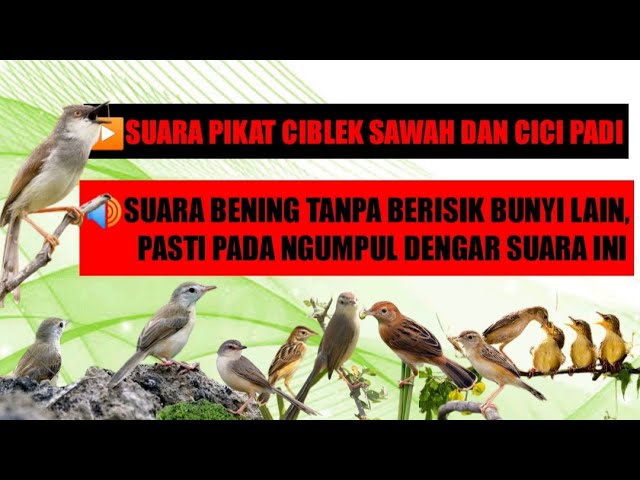 Suara pikat ciblek sawah dan cici padi sekaligus class=