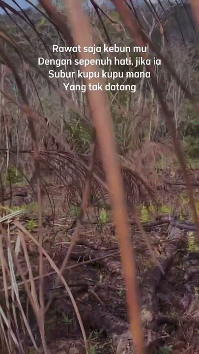 Kata kata petani #sawitjambi #sawitsumatra #sawit_unggul #storywa #kataku #beranda