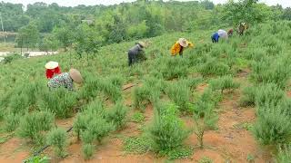 Nuoze Bio 2000 acres of organic plantation for rosemary picking from China