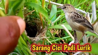 Cici Padi Lurik dan Cici padi Kepala Merah_Perbedaannya Apa ❓ sarang Cici