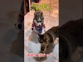 いったい何を着て出歩いてるのにゃ…