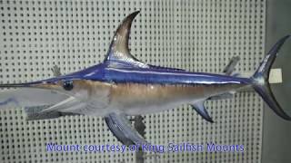 Billfish Identification | Swordfish