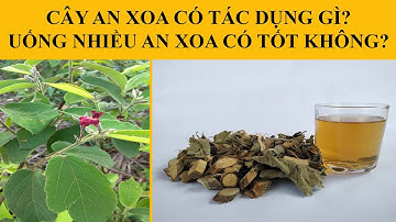 CÂY AN XOA CÓ TÁC DỤNG GÌ? UỐNG NHIỀU CÂY AN XOA CÓ TỐT KHÔNG