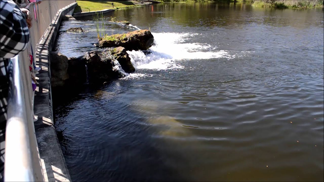 Manatees Swimming at De Leon Springs State Park YouTube