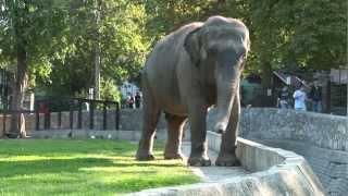 Belgrade zoo - Beo Zoo Vrt - Zooloski vrt grada Beograda