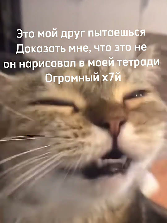 мемный кот - YouTube