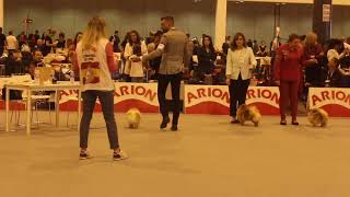 Pomeranian Dog Show (Spanish Championship).Exposición canina de Madrid 2018 (Pomerania)