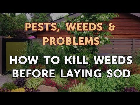 Weeds Before Laying Sod You Weeds Before Laying Sod You