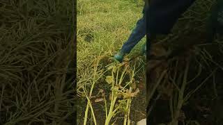 Professional Mustard Seed Harvest: Expert Manual Sickle Cutting Technique 🚜🌱💥