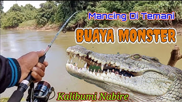 Mancing Ikan Kakap di Temani BUAYA MONSTER Kalibumi Nabire Papua | Nabire Papua