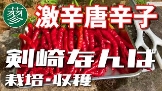 激辛唐辛子「剣崎なんば」栽培・収穫