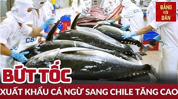 Xuất khẩu cá ngừ Việt Nam sang Chile tăng cần gấp đôi | Đảng với Dân