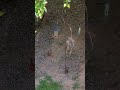 Birds and a squirrel eating together. #Outdoors #Nature #Birds #Bird #Squirrel