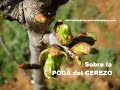 Sobre la poda del cerezo. Ãrbol frutal.