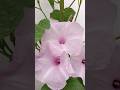 Ipomoea carnea / Ипомея древовидная мясистая. #shortvideo #short #растения #ипомея #цветы