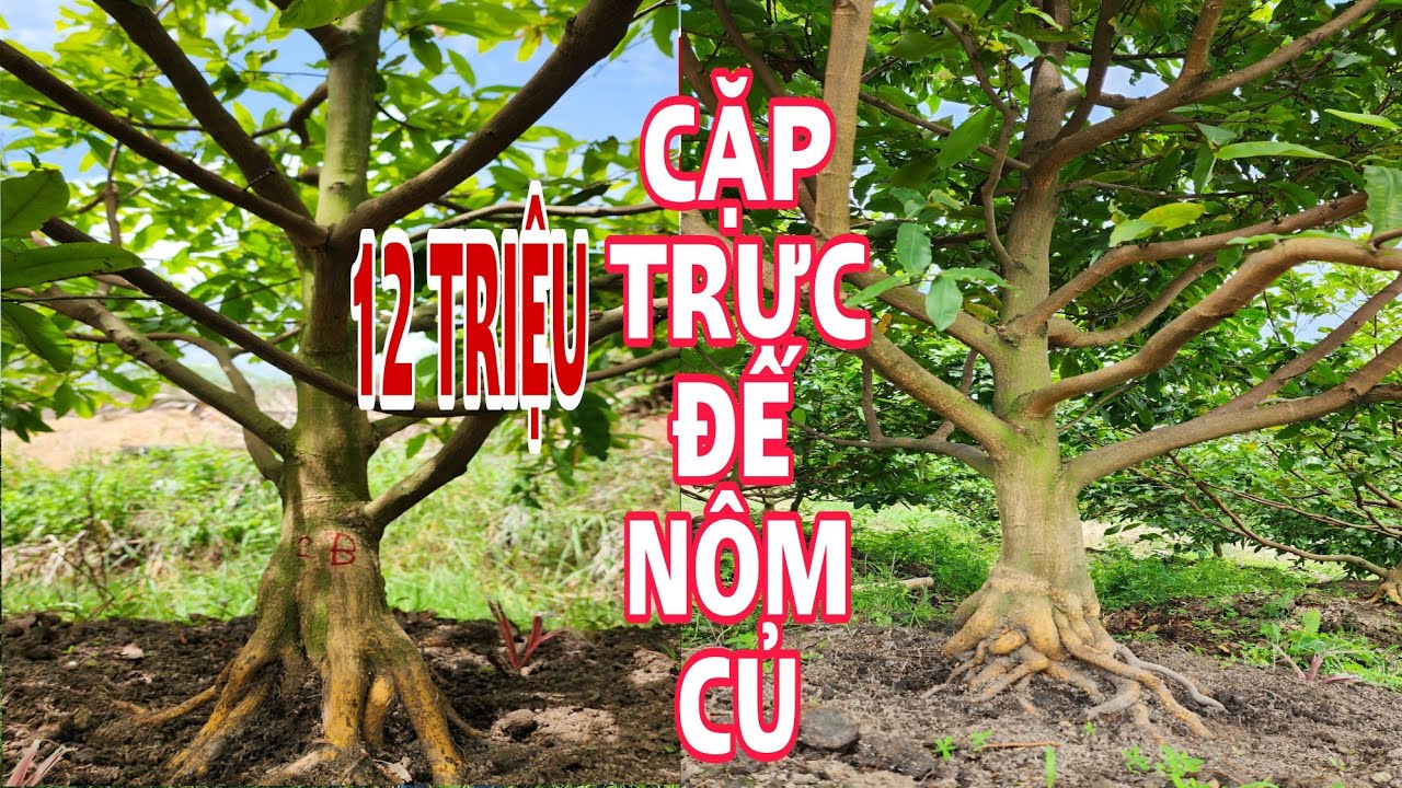 19/7 cặp trực đế xổ 12 triệu bao lên xe 0907813169