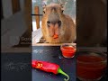 Capybara is definitely on fire 🔥#funny#ai#capybara#spicy